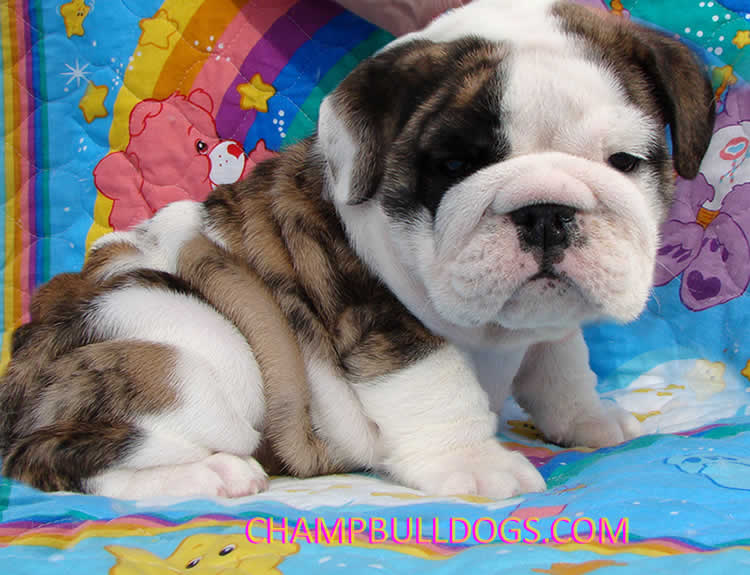 English bulldog puppies pictures